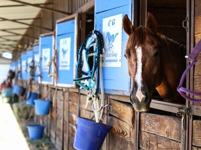 horses in stalls.jpg2021